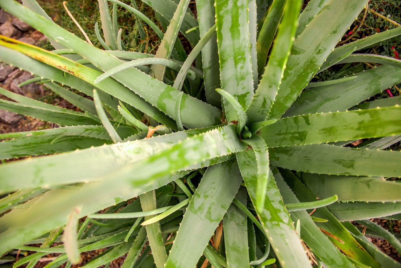 Close up view of an Aloe Vera plant from above